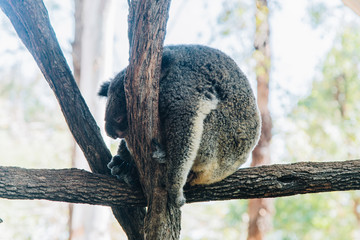 australia, townsville, billabong, koala © DANE
