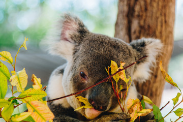 koala, billabong sanctuary sleep