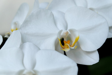 Beautiful white moon orchid