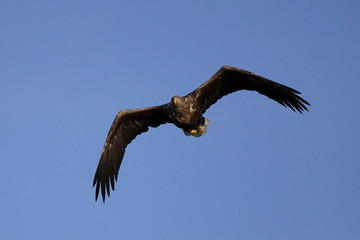 White-tailed eagle (Haliaeetus albicilla)