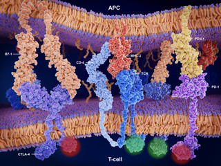 Aktivierung (und Inhibition) der Immunantwort über T-Zellen.