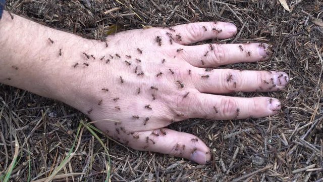 Man hand in anthill. Big anthill with colony of ants and people hand in summer forest. Ants on the hand closeup, macro