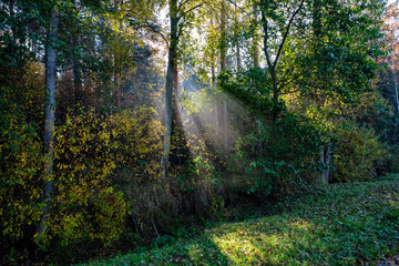 sun reys through autumn colored tree leaves
