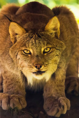 Fototapeta na wymiar Lynx du canada - Lynx canadensis