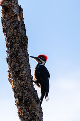 Pileated Woodpecker