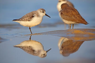 Reflections