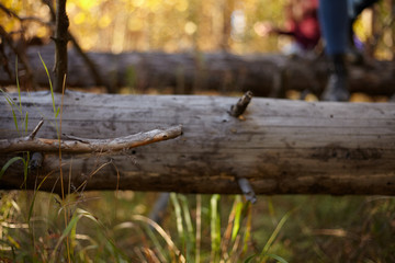 Hike on fallen logs