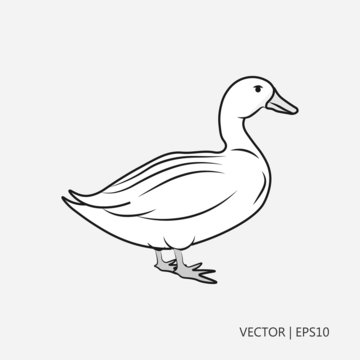 Vector illustration: white duck Simple icon. Flat design. Drawings for children, coloring pages
