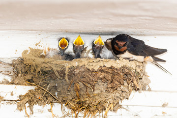 young swallows feeding on a nest