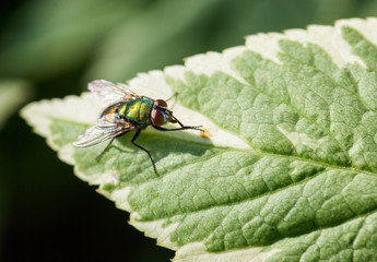A macro shot of a fly on a leaf