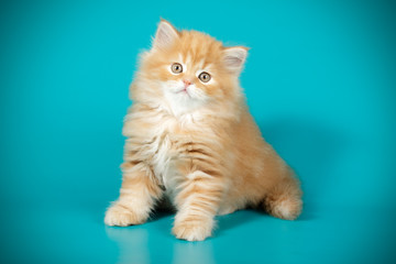 Obraz premium Scottish straight longhair cat on colored backgrounds