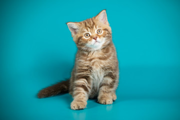 Scottish straight shorthair cat on colored backgrounds
