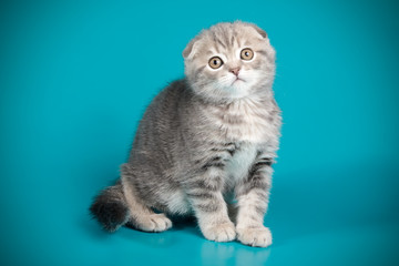 Scottish fold shorthair cat on colored backgrounds