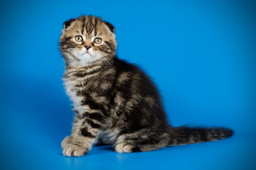 Scottish fold shorthair cat on colored backgrounds