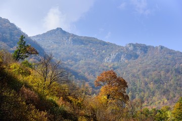 Mountain forest in autumn colors
