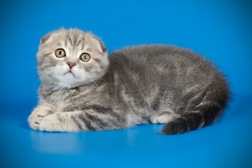 Scottish fold shorthair cat on colored backgrounds