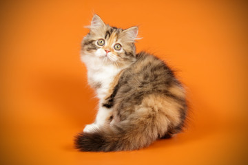 Scottish straight longhair cat on colored backgrounds