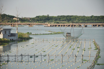 Fresh water pearls breeding in China
