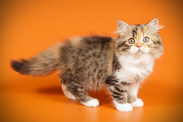 Scottish straight longhair cat on colored backgrounds