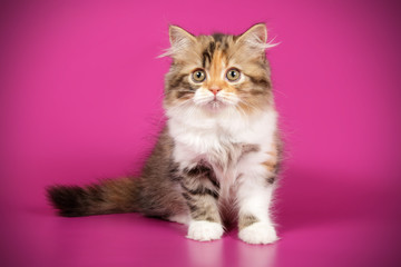 Scottish straight longhair cat on colored backgrounds