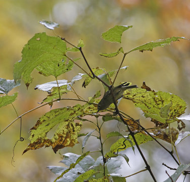 roitelet &agrave; couronne rubis