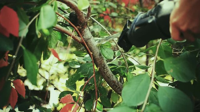 tree pruning saw electric tool pruning trees in the garden