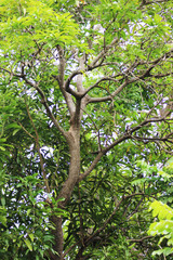 Overgrown large tree in Barbados