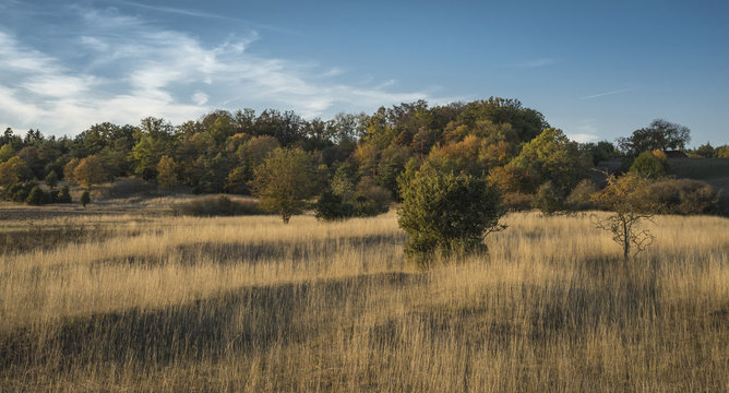 Wacholderheide
