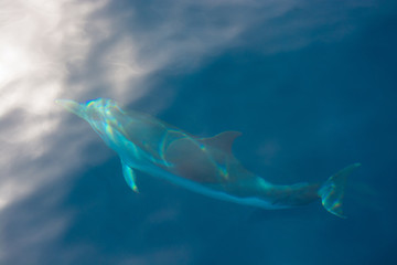 delfín debajo del mar con reflejo del sol, espacio libre
