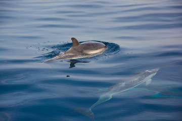 cetáceos bajo de y encima del mar