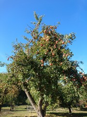 Apfelbaum auf Streuobstwiese