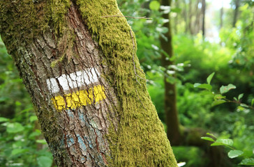 señalización con líneas horizonales blanca y amarilla en tronco de un árbol que indican el camino correcto en un sendero pequeño en Galicia