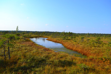 Big swamp wetlands Kemeri national park, Latvia.Travel concept