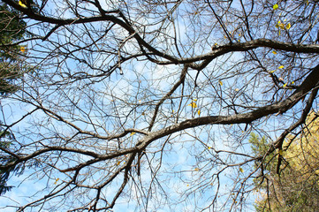 dark branches in the blue sky