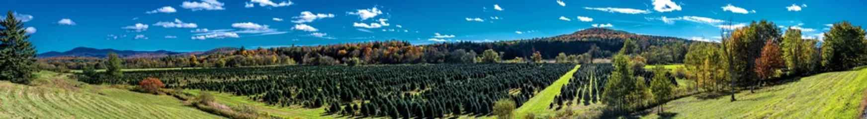 Fototapeten Panoramic view of a Christmas tree nursery in Vermont © Guy