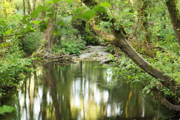 remanso del río en Galicia con mucha vegetación y sombra