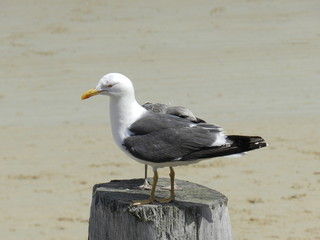 Mouette 
