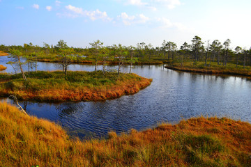 Big swamp wetlands Kemeri national park, Latvia.Travel concept