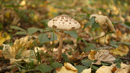 The parasol mushroom,  growing in the grass