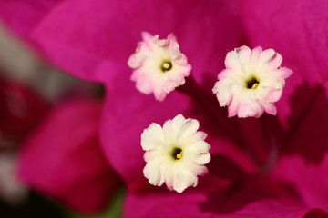 detalle macro de las flores de buganvilla con bracteas color rosa