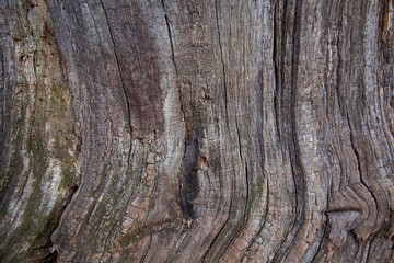 tree, bark, texture, wood, nature, brown, pattern, old, trunk, forest, abstract, plant, wooden, rough, closeup, surface, oak, detail, natural, material, macro, pine, textured, cortex