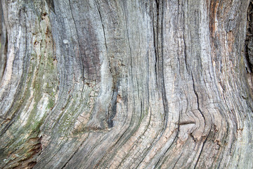 tree, wood, bark, texture, nature, brown, old, trunk, pattern, wooden, surface, forest, abstract, rough, grain, natural, closeup, plant, oak, timber, detail, textured, material, wall, stone