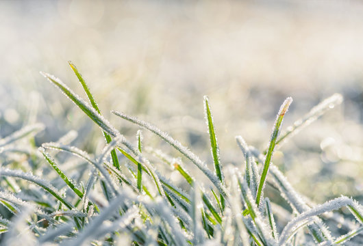 Frozen morning grass