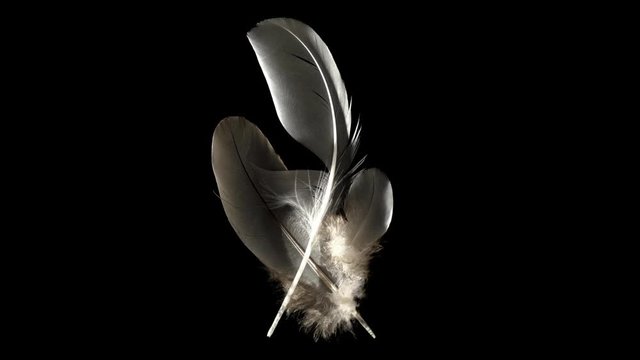 Simple composition with three feathers trembling while waft blowing - isolated on black background