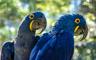 Blue Macaw, Brazil