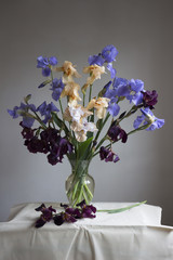 Still life with a bouquet of irises. Blue, maroon, beige irises in a glass vase on a gray background. © NATALIA