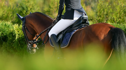 Cheval et cavalier oseille en uniforme au concours de saut d& 39 obstacles. Fond de sport équestre. Journée ensoleillée.