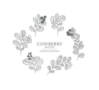Hand drawn cowberry set