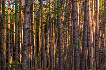 Fir and pine tree forest in Norther Wisconsin