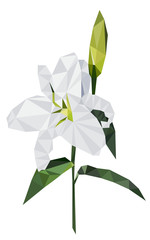 Colorful polygonal style design of white lily